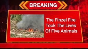 The Finzel Fire Took The Lives Of Five Animals